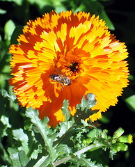 Image showing Flower wild