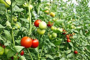 Image showing Red tomatoes ripening in greenhouse