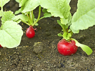 Image showing Red radish in soil close up