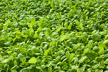 Image showing Radishes plants are growing in the soil