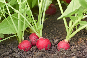 Image showing Red radishes in soil close up