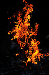 Image showing wild fire