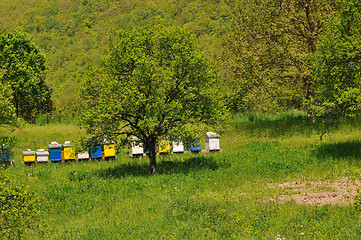 Image showing bee home at meadow