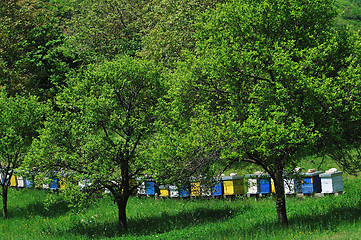 Image showing bee home at meadow