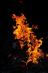 Image showing wild fire