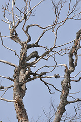 Image showing winter tree