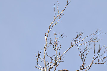 Image showing winter tree