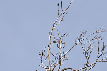 Image showing winter tree