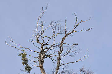 Image showing winter tree