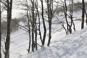 Image showing winter landscape