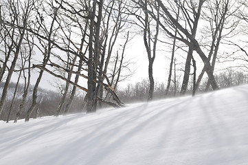 Image showing winter landscape