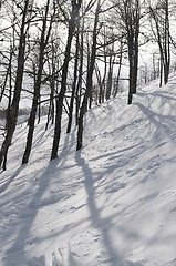 Image showing winter landscape