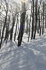 Image showing winter landscape