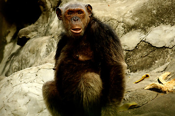 Image showing Monkey Looking