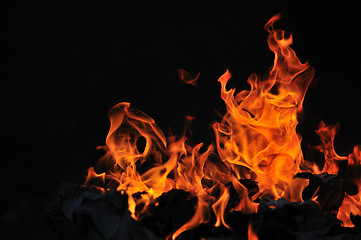 Image showing wild fire