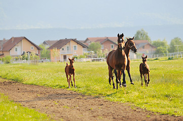 Image showing horse nature