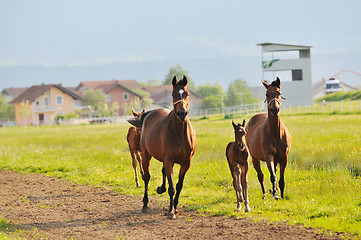 Image showing horse nature