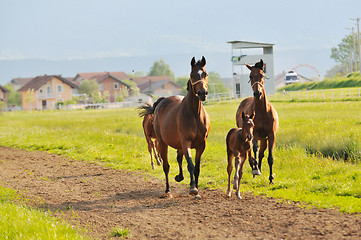 Image showing horse nature