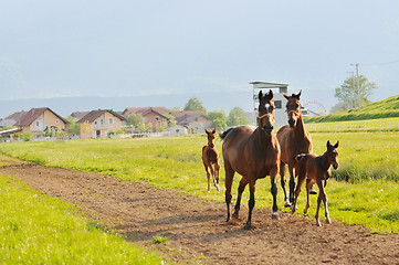 Image showing horse nature