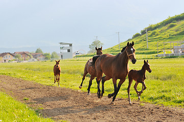 Image showing horse nature