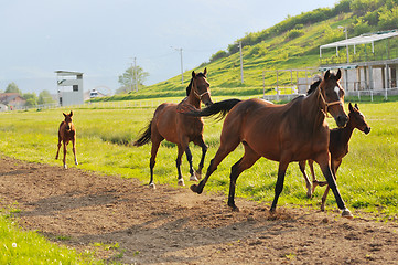 Image showing horse nature