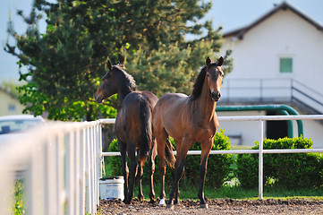 Image showing horse nature