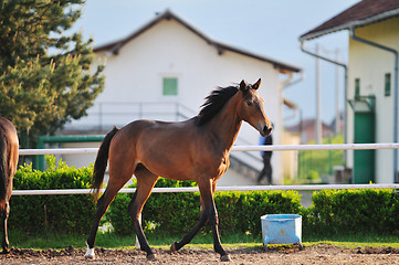 Image showing horse nature