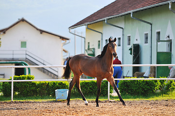 Image showing horse nature