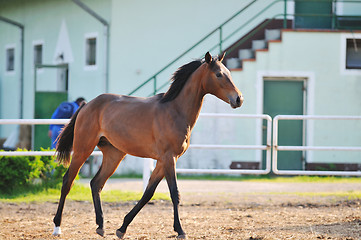 Image showing horse nature