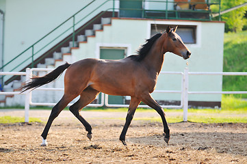 Image showing horse nature