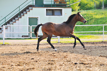 Image showing horse nature