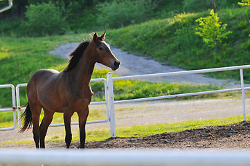 Image showing horse nature