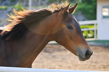 Image showing horse nature