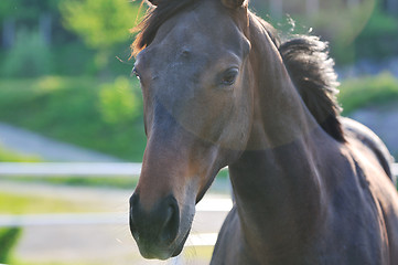 Image showing horse nature