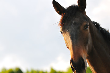 Image showing horse nature