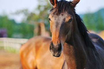 Image showing horse nature