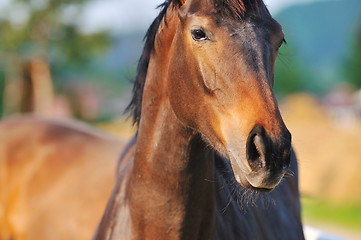 Image showing horse nature