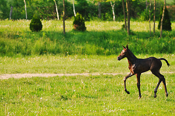 Image showing baby horse