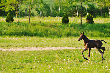 Image showing baby horse