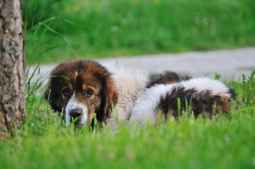 Image showing old sick dog