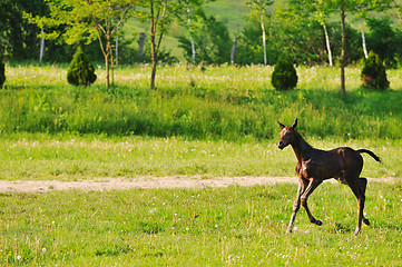 Image showing baby horse