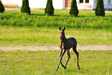 Image showing baby horse