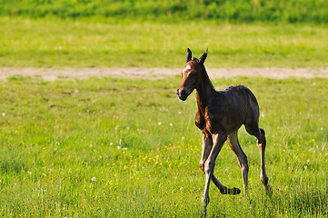 Image showing baby horse