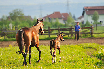 Image showing horse nature