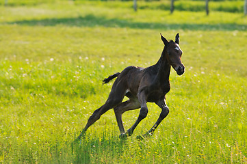 Image showing baby horse