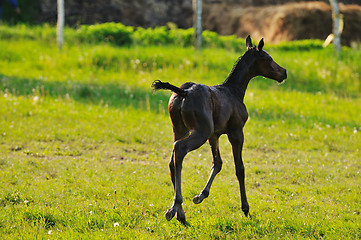 Image showing baby horse