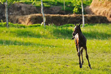 Image showing baby horse