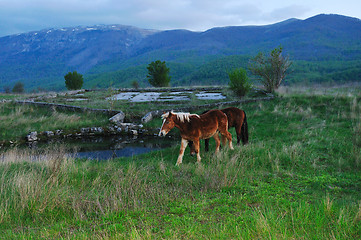 Image showing baby horse