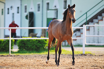 Image showing baby horse