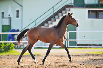 Image showing baby horse